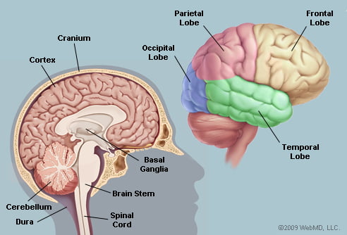 মস্তিষ্ক (Brain)