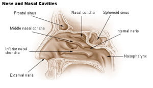 nose_nasal_cavities
