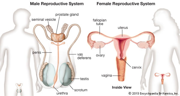 প্রজননতন্ত্র (Reproductive System)