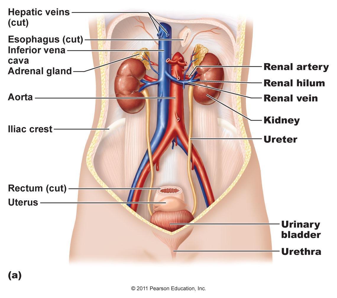 মূত্র তন্ত্র (Urinary System)