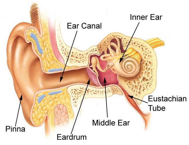 কান (Ear) ও শ্রবণ (Hearing)